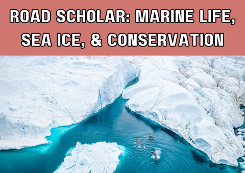 The image shows icebergs in an ocean and marine life swimming among them. 