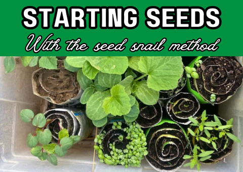 The image shows the text "Starting seeds with the seed snail method". There are seeds rolled up like a snails shell in the photo.