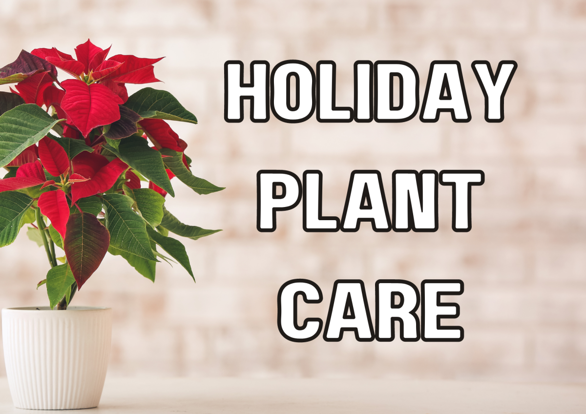 Holiday Plant Care