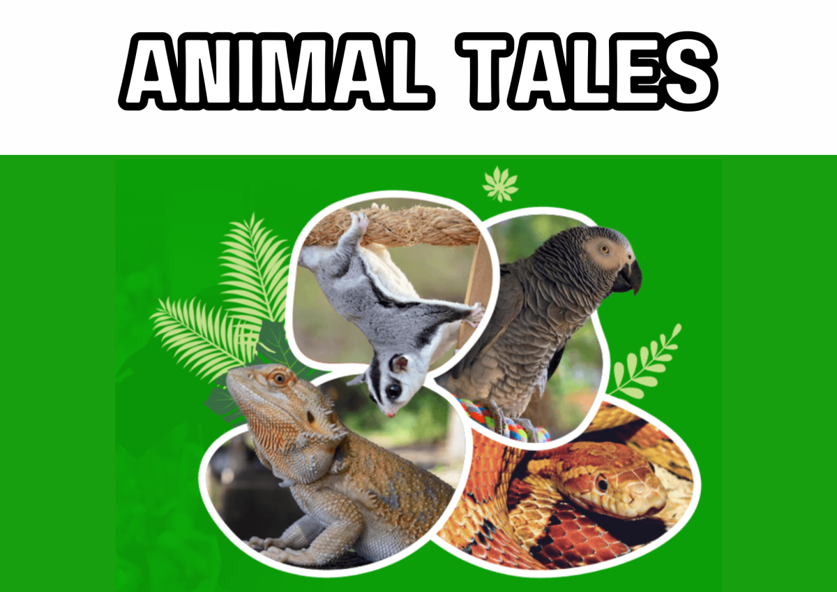 The image depicts a bearded dragon, a parrot, a sugar glider, and a snake. 